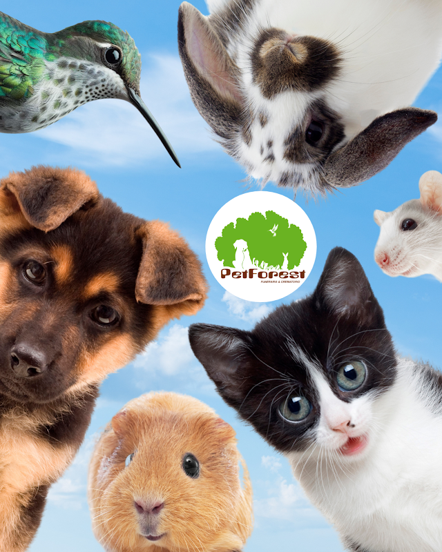 Funeraria Petforest Funeraria de mascotas
